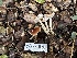  ( - FDS-CA-01511)  @11 [ ] c (2024) Rudy Diaz Fungal Diversity Survey