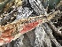  ( - FDS-CA-01606)  @11 [ ] c (2024) Rudy Diaz Fungal Diversity Survey