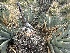  ( - FDS-CA-01606)  @11 [ ] c (2024) Rudy Diaz Fungal Diversity Survey