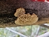  ( - FDS-CA-03511)  @11 [ ] by-nc (2024) Fresno Mycology Society Fungal Diversity Survey