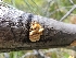  ( - FDS-CA-03511)  @11 [ ] by-nc (2024) Fresno Mycology Society Fungal Diversity Survey