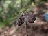  (Helvella sp. fibrosa-PNW01 - FDS-CA-02510)  @11 [ ] by-nc (2024) Sadie Hickey Fungal Diversity Survey