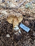  ( - FDS-CA-03705)  @11 [ ] by-nc (2024) Stu Pickell Fungal Diversity Survey