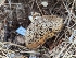  ( - FDS-CA-03705)  @11 [ ] by-nc (2024) Stu Pickell Fungal Diversity Survey