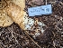  ( - FDS-CA-03705)  @11 [ ] by-nc (2024) Stu Pickell Fungal Diversity Survey