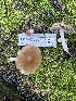  (Psathyrella sp. longistriata-PNW03 - FDS-CA-02382)  @11 [ ] by-nc (2024) Jaren Hockert Fungal Diversity Survey