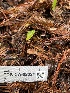 ( - FDS-CA-02324)  @11 [ ] by-nc (2024) Jaren Hockert Fungal Diversity Survey