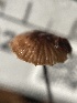  ( - FDS-CA-02324)  @11 [ ] by-nc (2024) Jaren Hockert Fungal Diversity Survey