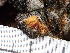 (Hymenochaete sp. CA04 - FDS-CA-02386)  @11 [ ] by-nc (2024) Jaren Hockert Fungal Diversity Survey
