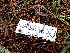  ( - FDS-CA-02384)  @11 [ ] by-nc (2024) Jaren Hockert Fungal Diversity Survey