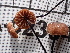  ( - FDS-CA-02384)  @11 [ ] by-nc (2024) Jaren Hockert Fungal Diversity Survey