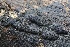  ( - FDS-CA-00950)  @11 [ ] by-nc (2024) Taye Bright Fungal Diversity Survey