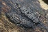  ( - FDS-CA-00950)  @11 [ ] by-nc (2024) Taye Bright Fungal Diversity Survey