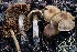  ( - FDS-CA-00997)  @11 [ ] by-nc (2024) Taye Bright Fungal Diversity Survey