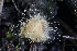  ( - FDS-CA-00953)  @11 [ ] by-nc (2024) Taye Bright Fungal Diversity Survey