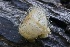  ( - FDS-CA-00953)  @11 [ ] by-nc (2024) Taye Bright Fungal Diversity Survey