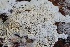  ( - FDS-CA-00954)  @11 [ ] by-nc (2024) Taye Bright Fungal Diversity Survey
