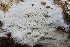  ( - FDS-CA-00954)  @11 [ ] by-nc (2024) Taye Bright Fungal Diversity Survey