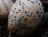  ( - FDS-CA-01609)  @11 [ ] c (2024) Rudy Diaz Fungal Diversity Survey