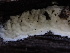  ( - FDS-CA-01610)  @11 [ ] c (2024) Rudy Diaz Fungal Diversity Survey