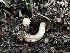  (Agaricus sp. caribaeus-CA01 - FDS-CA-01614)  @11 [ ] c (2024) Rudy Diaz Fungal Diversity Survey