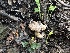  ( - FDS-CA-01614)  @11 [ ] c (2024) Rudy Diaz Fungal Diversity Survey