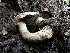  ( - FDS-CA-01614)  @11 [ ] c (2024) Rudy Diaz Fungal Diversity Survey