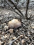  ( - FDS-CA-01618)  @11 [ ] c (2024) Rudy Diaz Fungal Diversity Survey