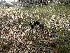  ( - FDS-CA-01619)  @11 [ ] c (2024) Rudy Diaz Fungal Diversity Survey
