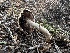  ( - FDS-CA-01620)  @11 [ ] c (2024) Rudy Diaz Fungal Diversity Survey