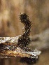  ( - FDS-CA-01623)  @11 [ ] c (2024) Rudy Diaz Fungal Diversity Survey