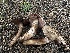  (Agaricus sp. brunneofibrillosus-CA01 - FDS-CA-01622)  @11 [ ] c (2024) Rudy Diaz Fungal Diversity Survey