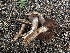  ( - FDS-CA-01622)  @11 [ ] c (2024) Rudy Diaz Fungal Diversity Survey