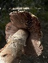  ( - FDS-CA-01622)  @11 [ ] c (2024) Rudy Diaz Fungal Diversity Survey