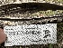  ( - FDS-CA-01624)  @11 [ ] c (2024) Rudy Diaz Fungal Diversity Survey