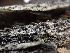  ( - FDS-CA-01624)  @11 [ ] c (2024) Rudy Diaz Fungal Diversity Survey