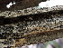  ( - FDS-CA-01624)  @11 [ ] c (2024) Rudy Diaz Fungal Diversity Survey