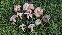  (Agaricus micromegethus - FDS-CA-01768)  @11 [ ] c (2024) Michelle C. Torres-Grant Fungal Diversity Survey