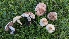  ( - FDS-CA-01768)  @11 [ ] c (2024) Michelle C. Torres-Grant Fungal Diversity Survey