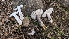  ( - FDS-CA-01773)  @11 [ ] c (2024) Michelle C. Torres-Grant Fungal Diversity Survey