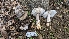  ( - FDS-CA-01773)  @11 [ ] c (2024) Michelle C. Torres-Grant Fungal Diversity Survey