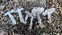  ( - FDS-CA-01773)  @11 [ ] c (2024) Michelle C. Torres-Grant Fungal Diversity Survey