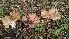 ( - FDS-CA-01776)  @11 [ ] c (2024) Michelle C. Torres-Grant Fungal Diversity Survey