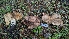  ( - FDS-CA-01776)  @11 [ ] c (2024) Michelle C. Torres-Grant Fungal Diversity Survey
