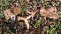  ( - FDS-CA-01776)  @11 [ ] c (2024) Michelle C. Torres-Grant Fungal Diversity Survey