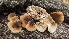  ( - FDS-CA-01785)  @11 [ ] c (2024) Michelle C. Torres-Grant Fungal Diversity Survey