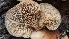  ( - FDS-CA-01785)  @11 [ ] c (2024) Michelle C. Torres-Grant Fungal Diversity Survey