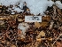  ( - FDS-CA-03517)  @11 [ ] by-nc (2024) Fresno Mycology Society Fungal Diversity Survey
