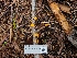  ( - FDS-CA-03523)  @11 [ ] by-nc (2024) Fresno Mycology Society Fungal Diversity Survey