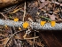 ( - FDS-CA-03523)  @11 [ ] by-nc (2024) Fresno Mycology Society Fungal Diversity Survey